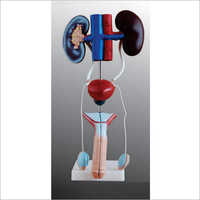 Male Urogenital System Models