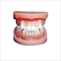 Orthodontic and Transparent Adult Teeth Models
