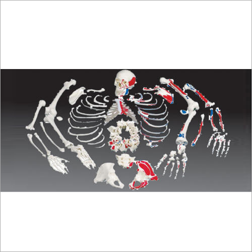 Disarticulated Human Skeleton Bone Models Set and Disassembled Skeleto