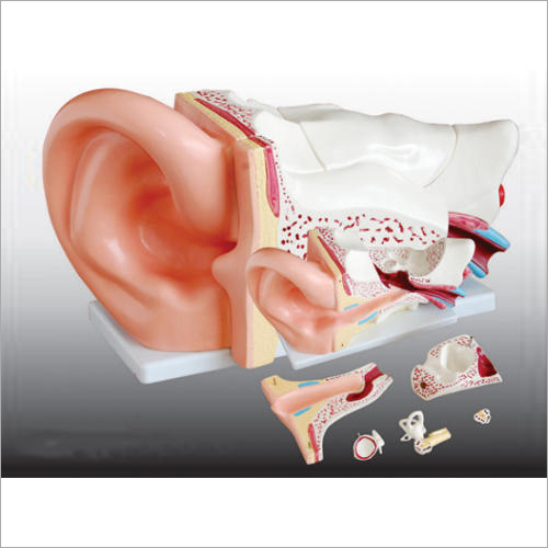 Imported Pvc Giant Size Ear Model New Style And Ear Models