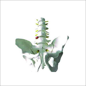 Pelvis With Lumbar Vertebra Models