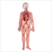 Circulatory System Models