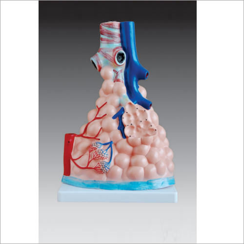 Magnified Pulmonary Manikin Models