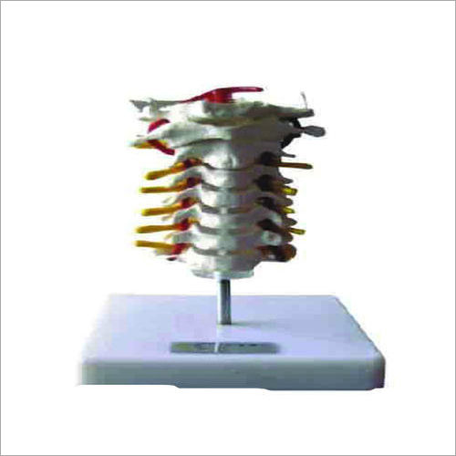 Cervical Vertebral Column Models