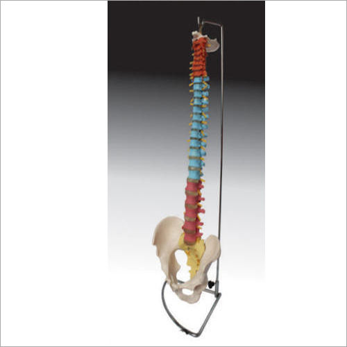 Life Size Didactic Vertebral Column With Pelvis Models