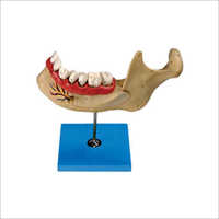 Lower Jaw of Old or Tissue Models