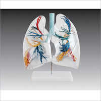 Models Of The Transparent Lung Segment