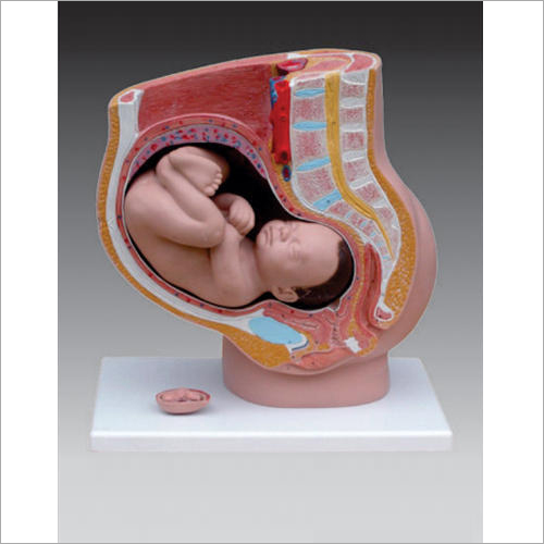 Human Female Pregnant Pelvis Section With Mature Fetus Models