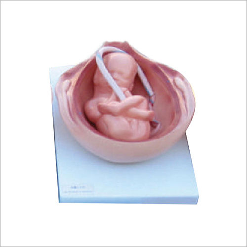 Gynecological Models