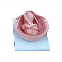 Development Process For Fetus Models