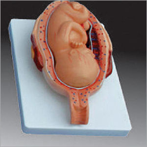 Development Process For Fetus (Half Size) Embryonic Stages Models Life Size