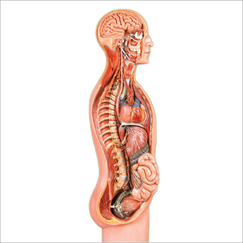 Sympathetic Nervous System Biological Models