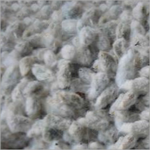 Cotton Seed