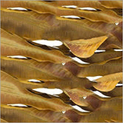 Dry Mango Leaf
