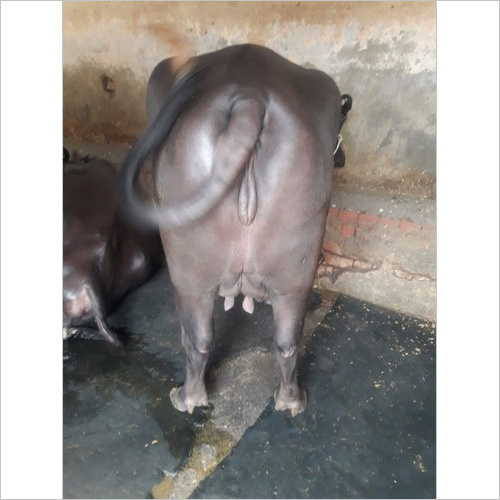 Jafari Buffalo