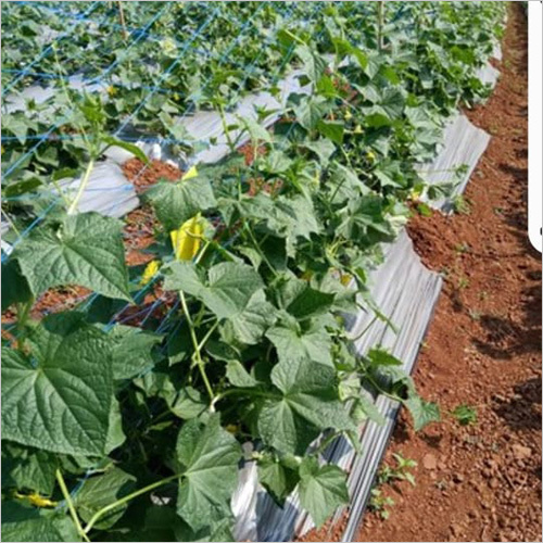 Crop Support Net