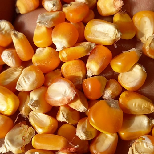 Natural Dried Yellow Maize Corn