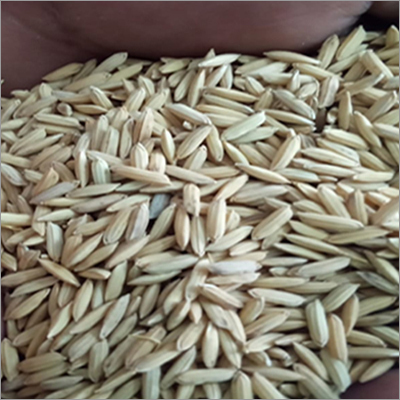 Common Paddy Seeds