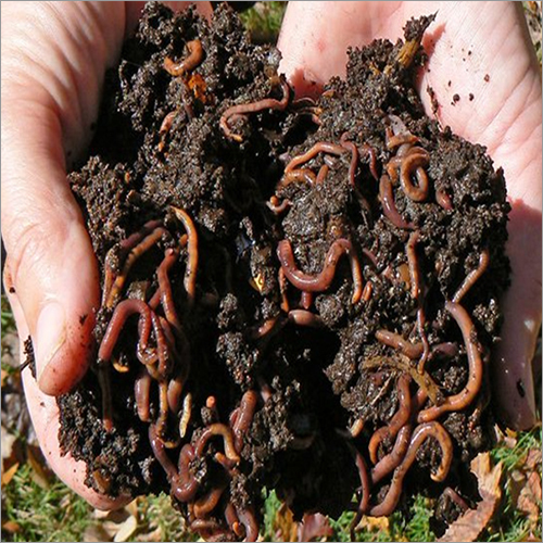 Earthworm Fertilizer Application: Agriculture