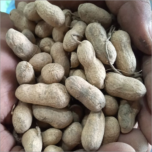 Common Raw Groundnut Kernels