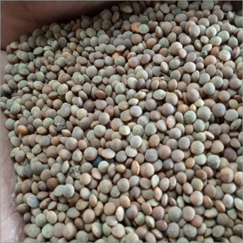 Green Lentil