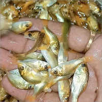 Golden Carp Fish Seeds