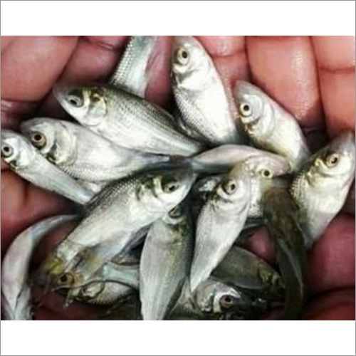 Katla Fish Seeds