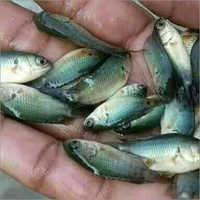 Koi Fish Seeds