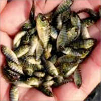 Monosex Tilapia Fish Seeds