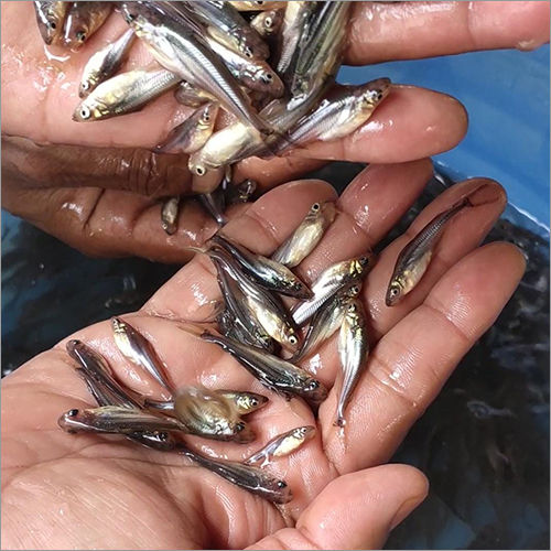 Black Pangasius Fish Seeds