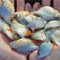 Rupchanda Fish Seeds
