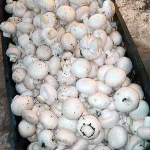 Fresh Button Mushroom