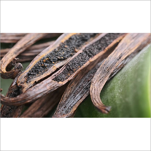 Vanilla Beans