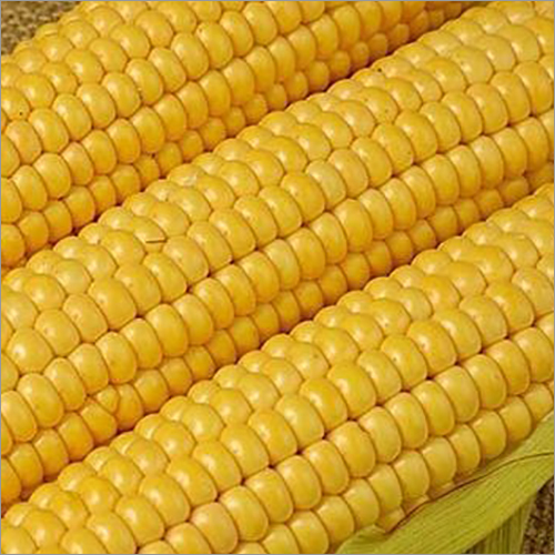 Yellow Corn - Corn Yellow | High Sugar High Fiber Freshly Picked Rich Minerals Digestive Aid