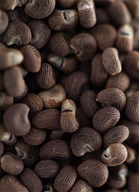 Ambrette Seed Absolute Natural Age Group: All Age Group