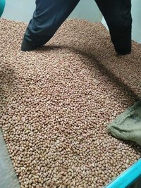 peanut bold 40/50