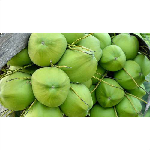 Fresh Green Coconut