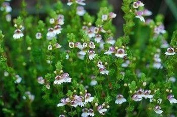 Eyebright Extract