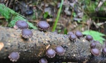 Shiitake Extract