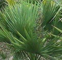 Saw palmetto fruit extract