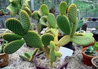 Cactus P. E.