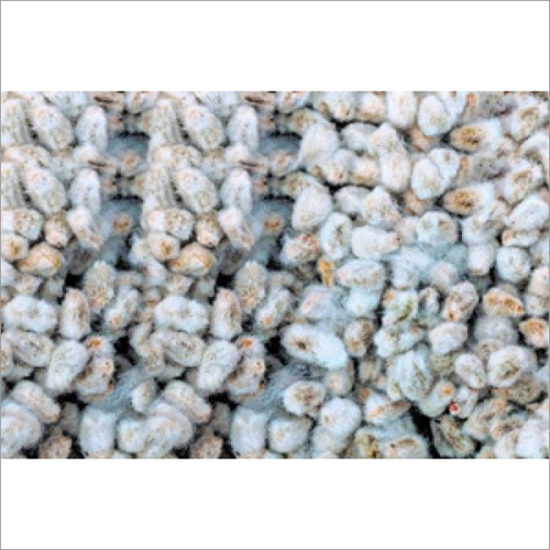 Cotton Seed By SHRI RAM KRISHI UDHYOG