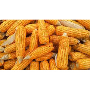 Common Yellow Organic Maize