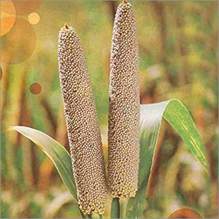 Yellow Organic Foxtail Millet