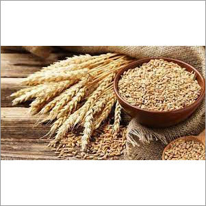 Natural Wheat Seed