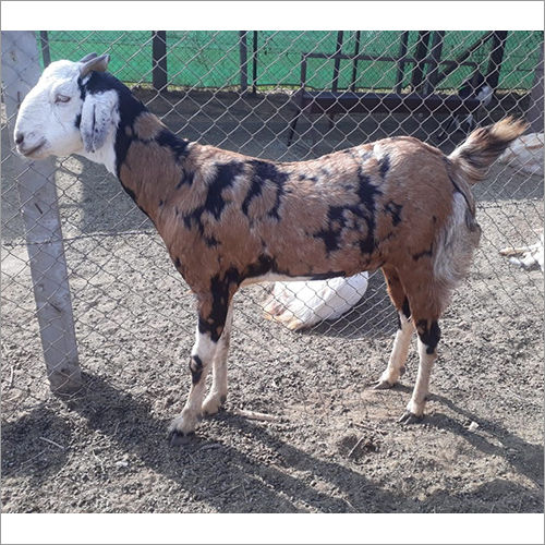 Gujari Female Brown Gujri Goat