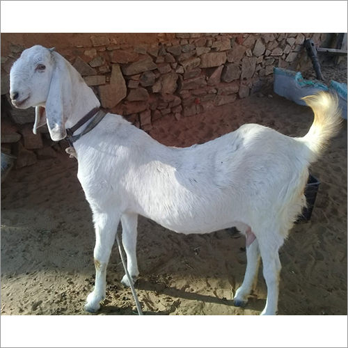 White Sojat Female Goat