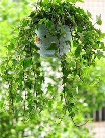 Chinese Ivy Stem Extract