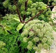 Angelica essential oil By AUSMAUCO BIOTECH CO., LIMITED