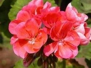 Geranium essential oil